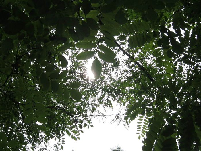 IMG_5554 - In natura