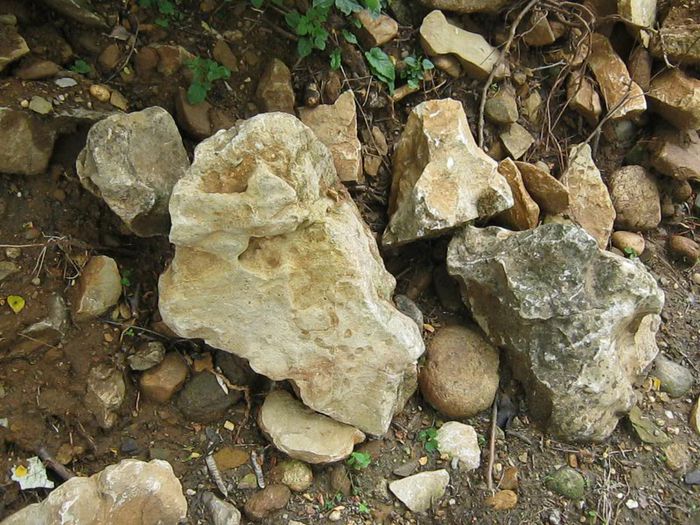 IMG_5552 - In natura