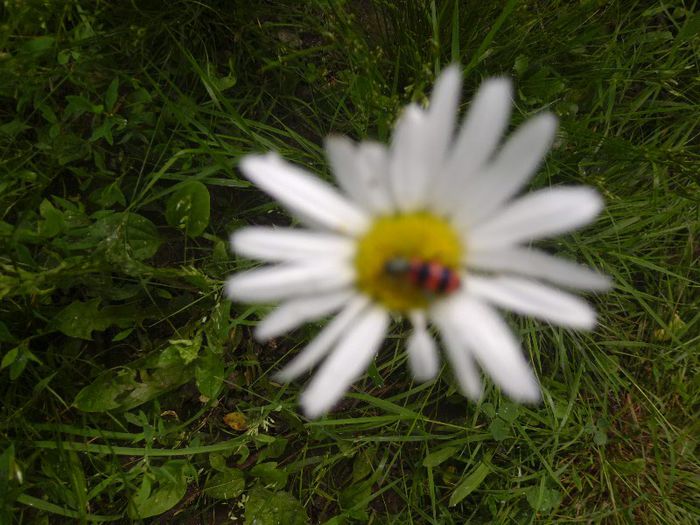 P1050043
