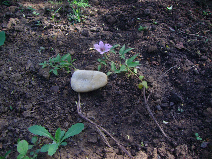 IMG_3318 - Floricelele mele 2013