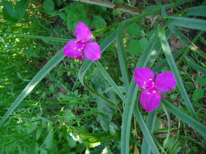 IMG_3378 - Floricelele mele 2013