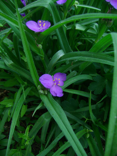 IMG_3385 - Floricelele mele 2013