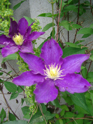 clematita