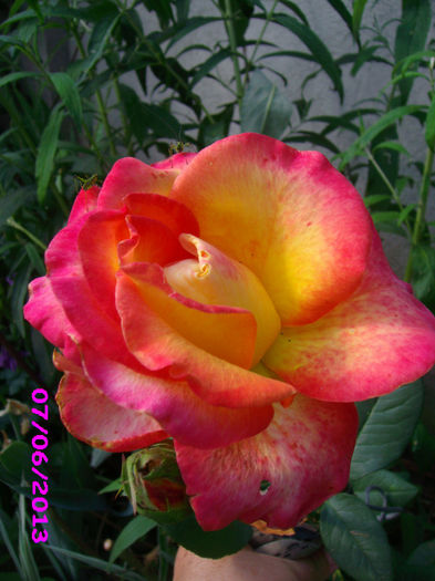 trandafir super frumos