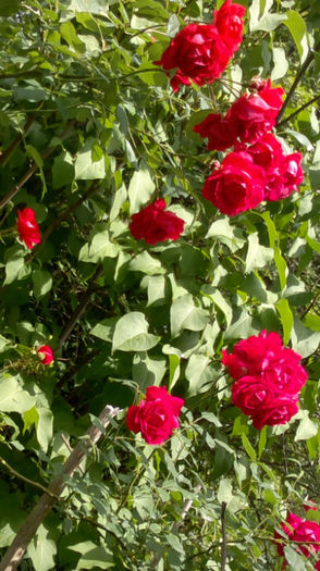 12.06.2013 kormun catarator