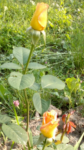 12.06.2013 golden medal