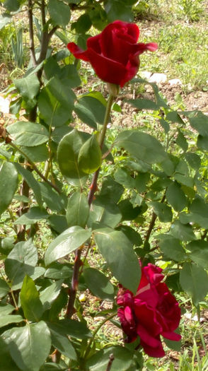 12.06.2013 mr lincon