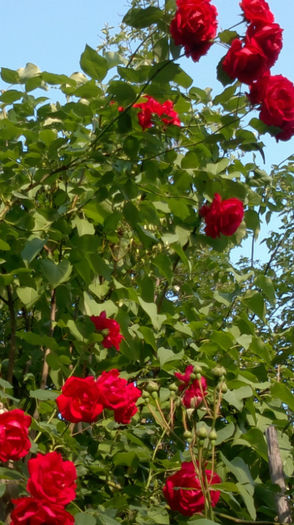 12.06.2013 komrun catarator