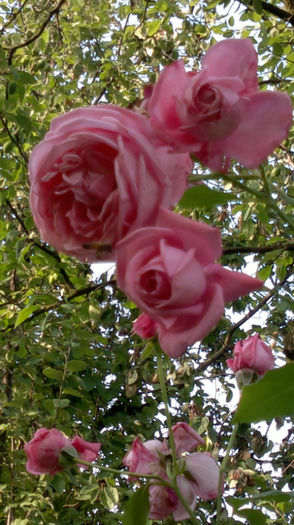 12.06.2013 pharade catarator