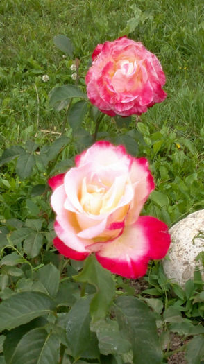 12.06.2013 isabel de ortiz