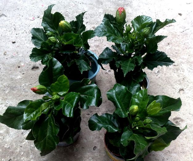 frumosii mei, abia astept sa infloriti