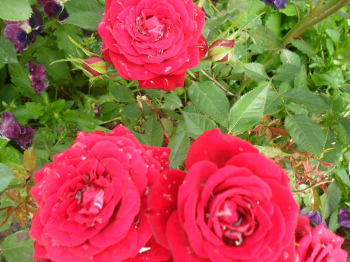 Trandafir de ghiveci