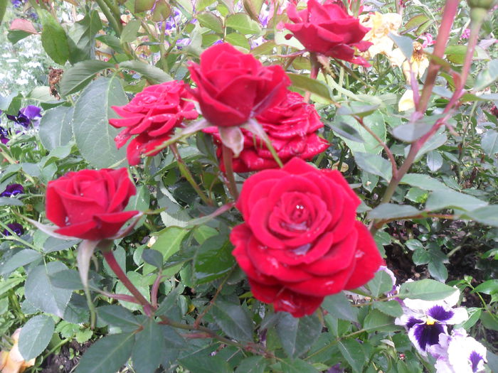 Trandafir de ghiveci