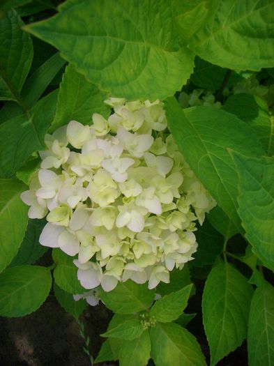 Hydrangea endless summer
