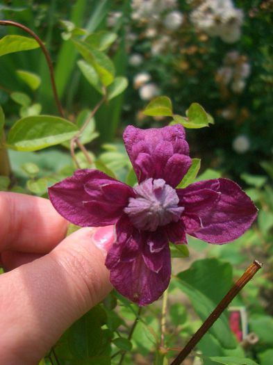 Purpurea Plena Elegans - clematite 2013