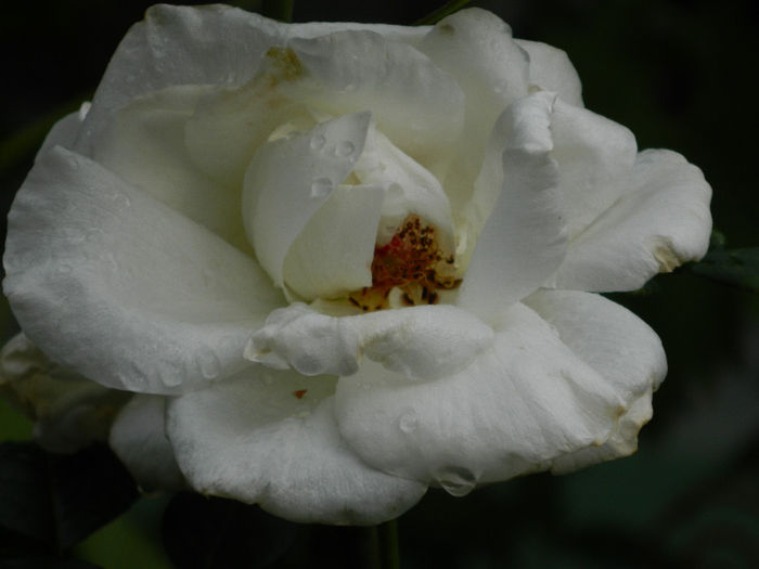 DSCN4101