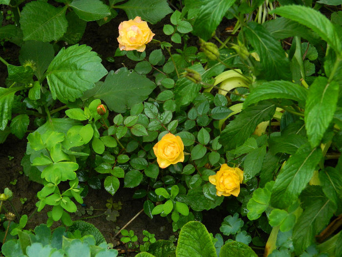 DSCN4102