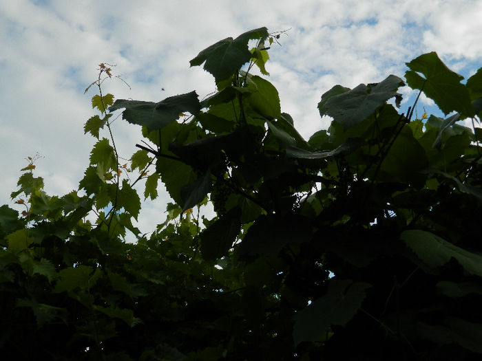 DSCN4103