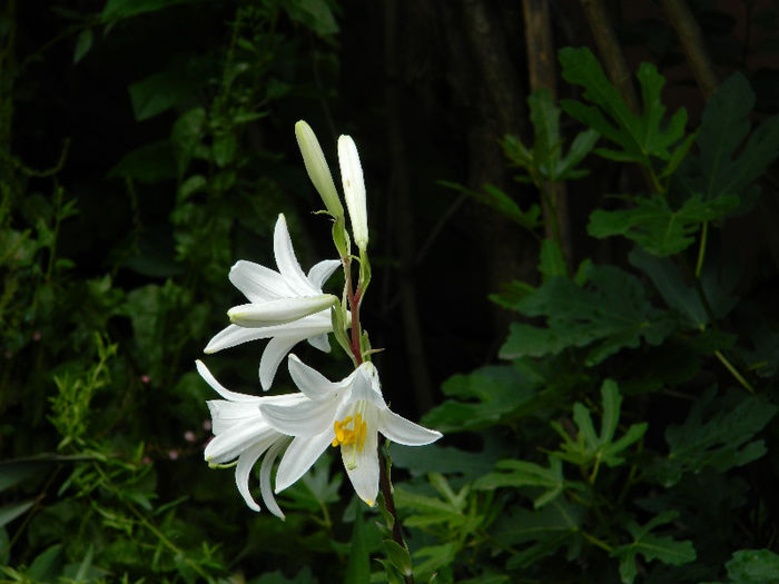 DSCN4111