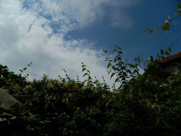 DSCN4113