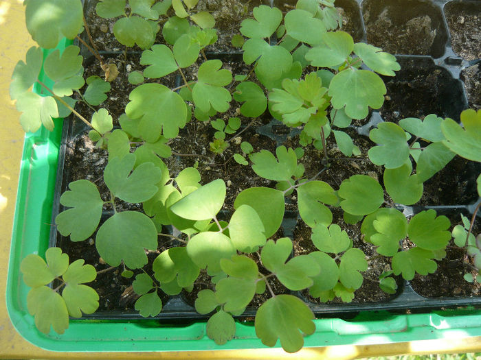 caldaruse din seminte - plante si flori  2013