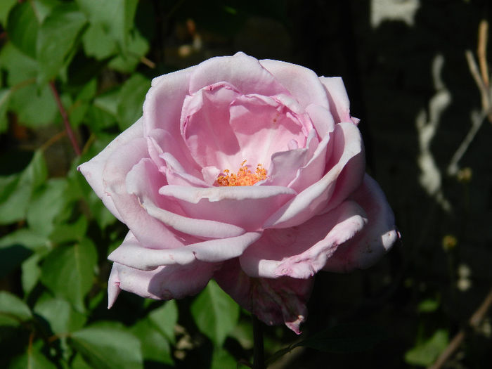 DSCN4118