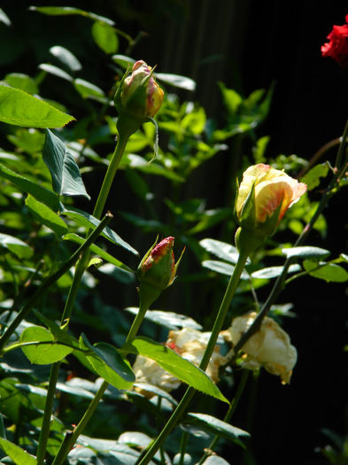 DSCN4129