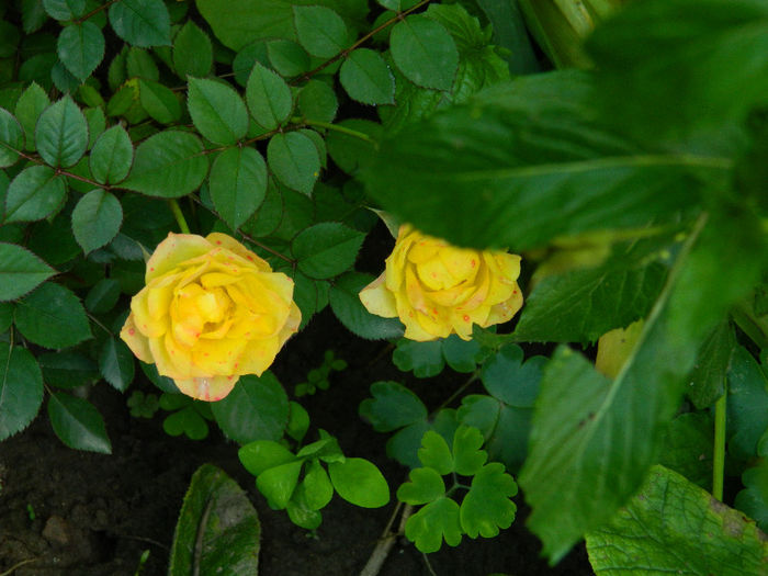 DSCN4133