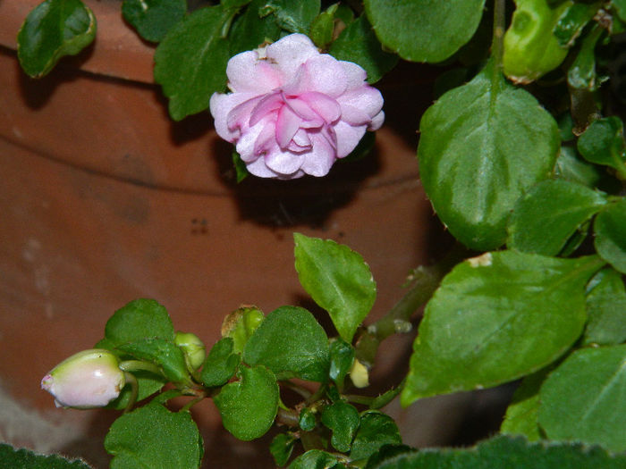 DSCN4105