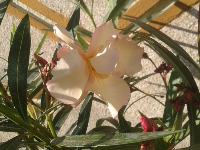 20130609_181016 - APRICOT QUEEN SAU PROVENCE