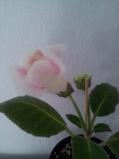 Rosalinda - Gloxinii 2013