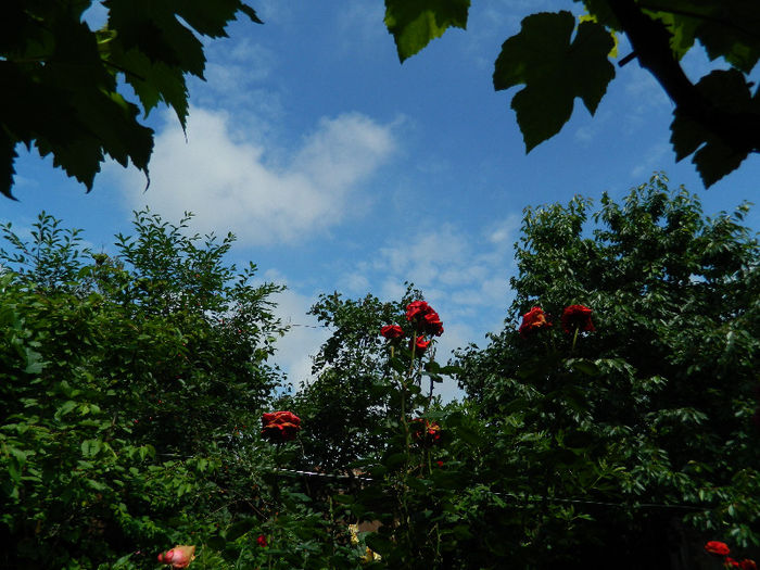 DSCN4115
