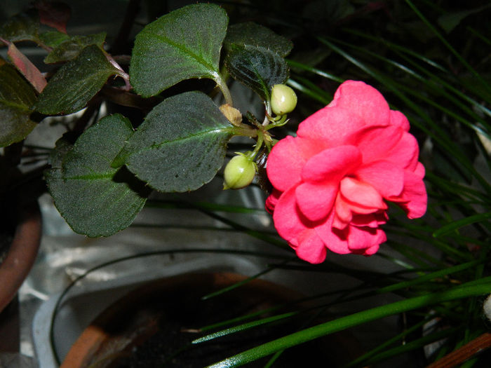 DSCN4147