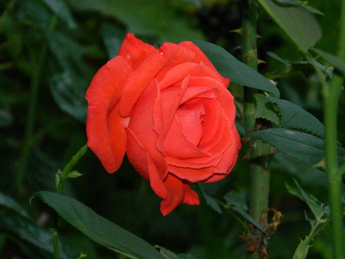 DSCN4151
