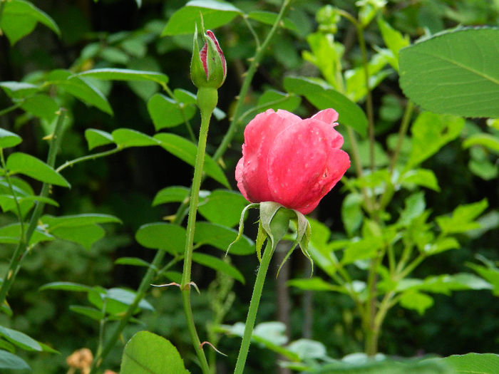 DSCN4152