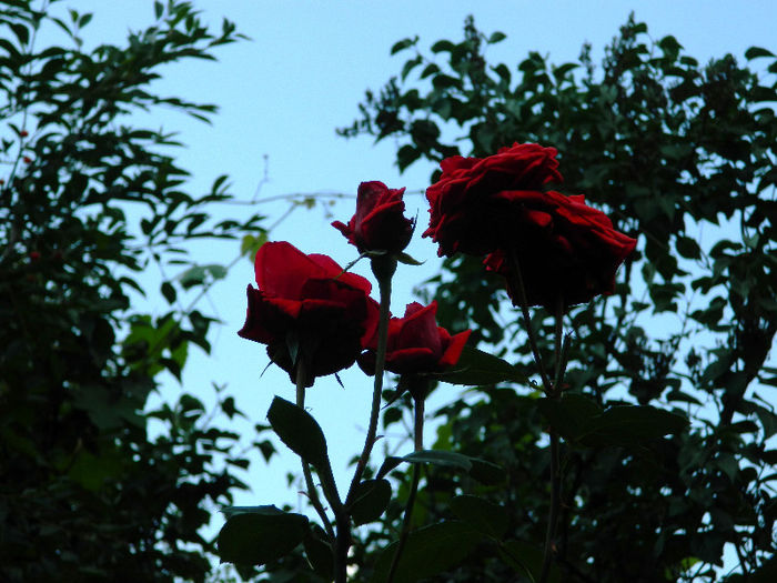 DSCN4153