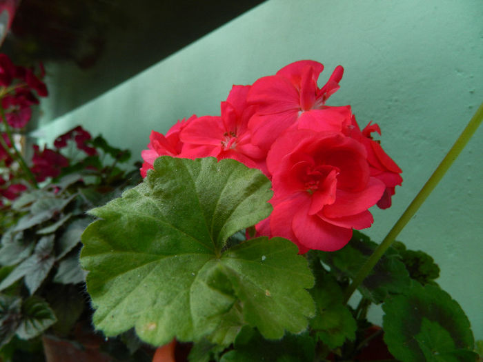 DSCN4164
