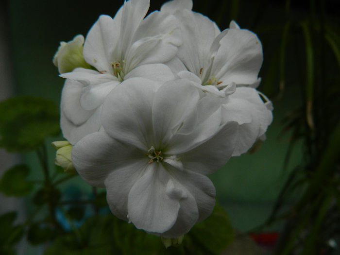 DSCN4165