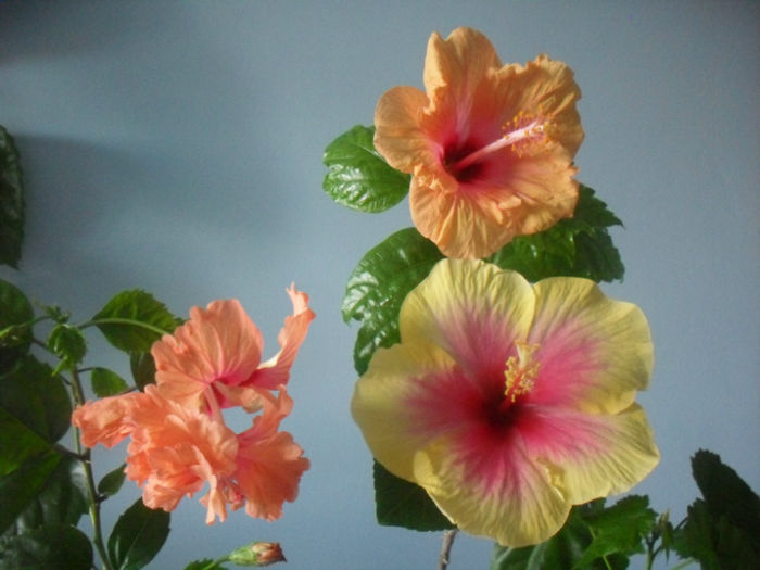 SDC10358 - HIBISCUS 2013