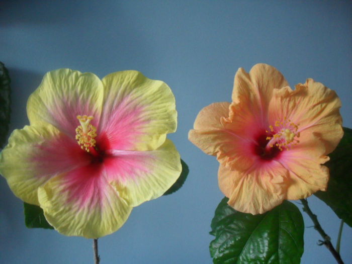 SDC10361 - HIBISCUS 2013