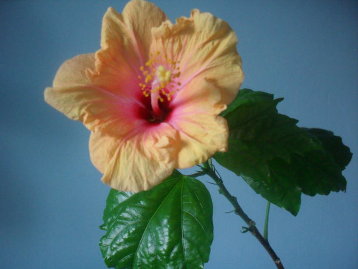 SDC10362 - HIBISCUS 2013