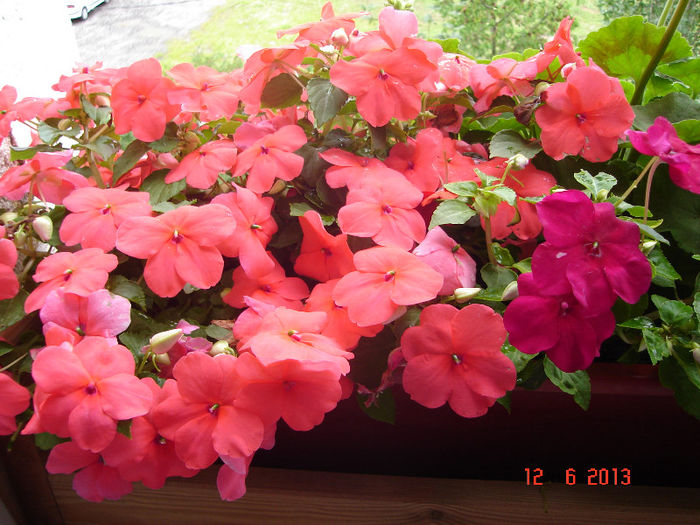 DSC07986 - Impatiens 2013