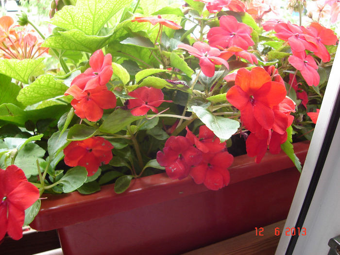 DSC07987 - Impatiens 2013