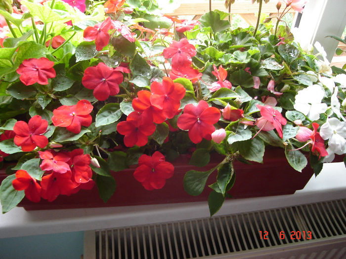 DSC07988 - Impatiens 2013