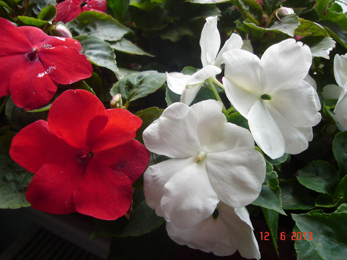 DSC07989 - Impatiens 2013