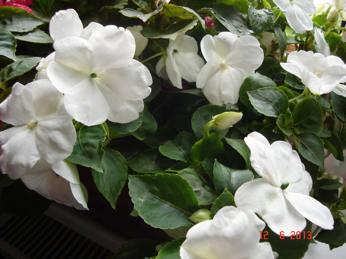 DSC07990 - Impatiens 2013