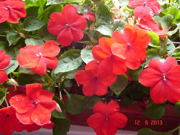 DSC07991 - Impatiens 2013