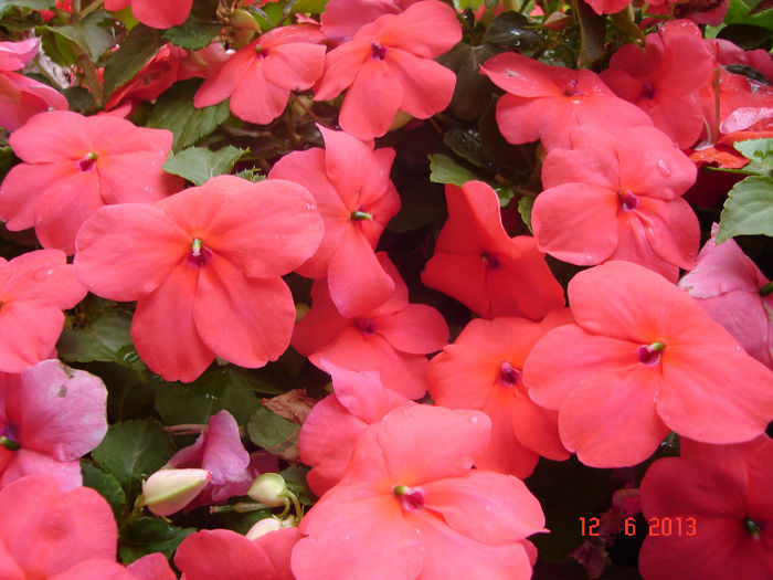 DSC07994 - Impatiens 2013