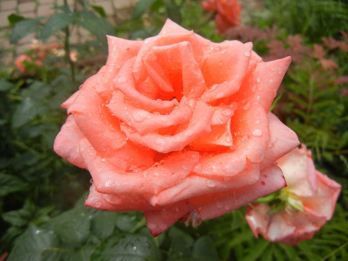 Bright Salmon Rose (2013, June 12)
