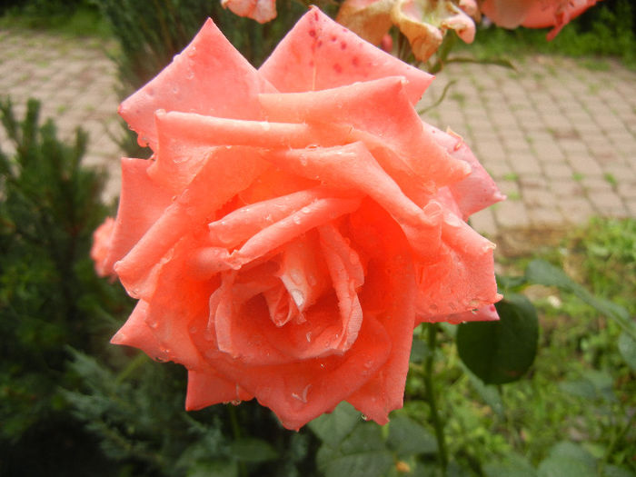 Bright Salmon Rose (2013, June 12)